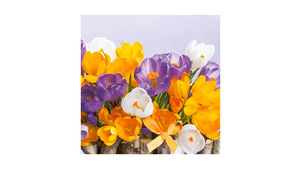 Collection of Crocuses
