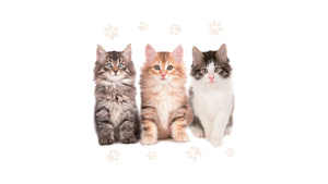 Three Beautiful Cats