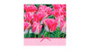 Pink Tulips Time